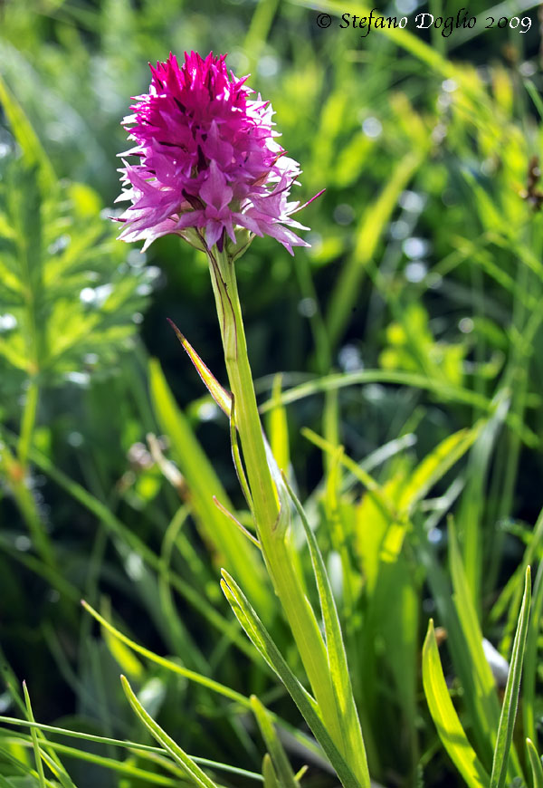 Nigritella rubra 